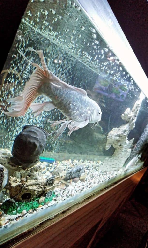 کافه رستوران سنتی فرشاد شاماران در ارومیه