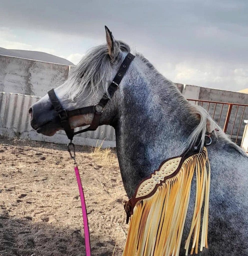 مجموعه نگهداری و پرورش اسب شهسوار در ماکو