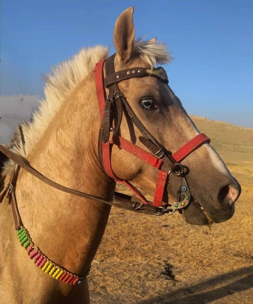 مجموعه نگهداری و پرورش اسب شهسوار در ماکو