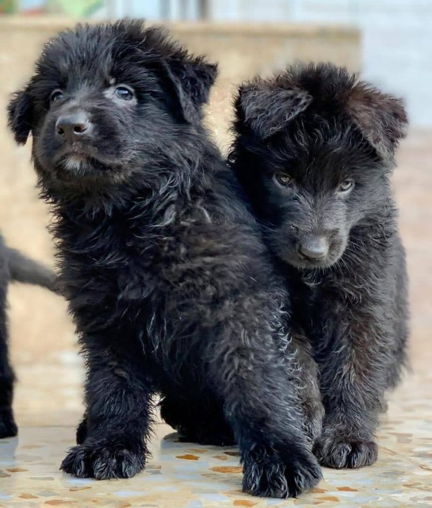 مرکز پرورش و نگهداری سگ ژرمن شپرد پوما کنل در ساری