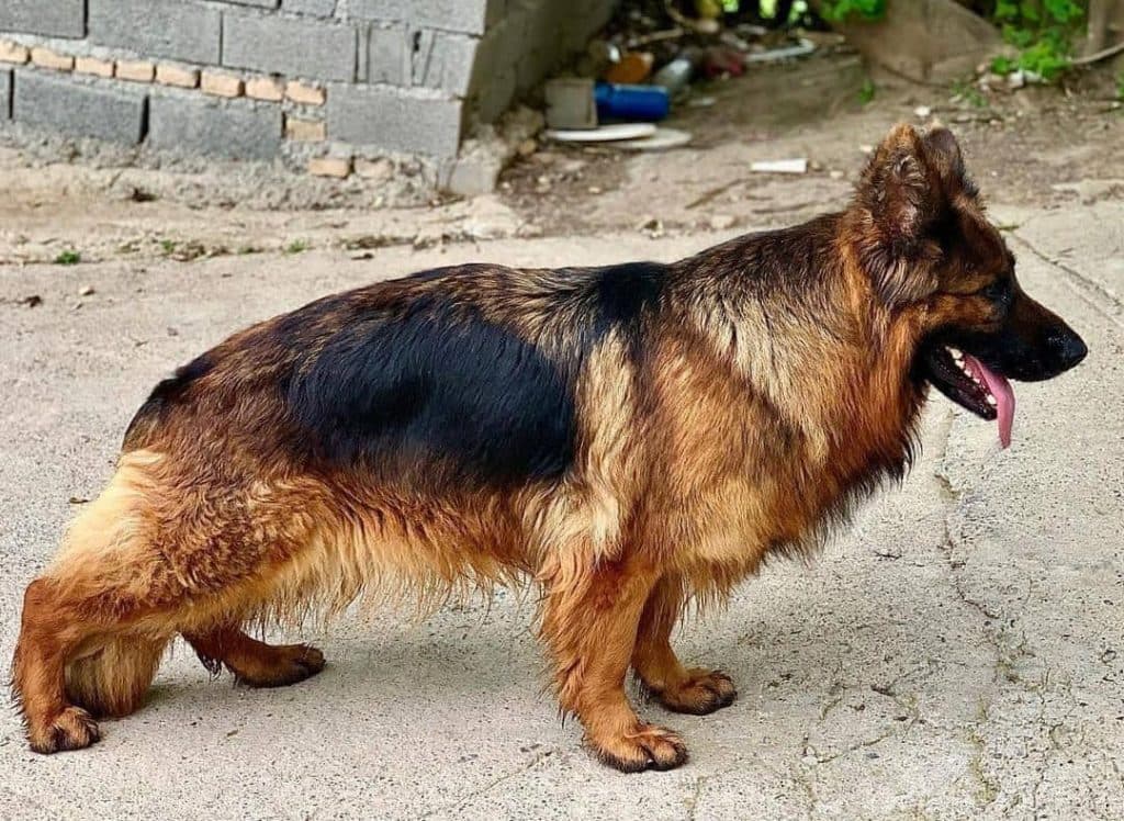 مرکز پرورش و نگهداری سگ ژرمن شپرد پوما کنل در ساری