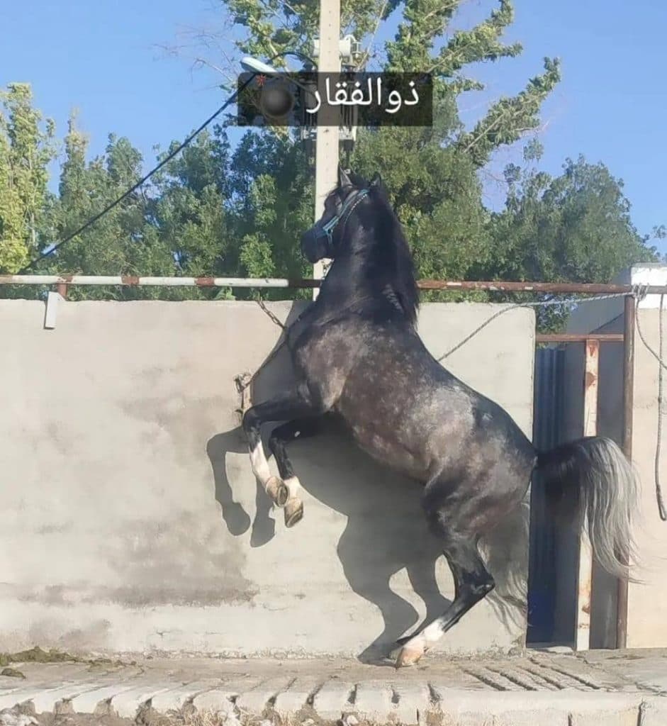 مزرعه پرورش اسب سالار در فیروزآباد