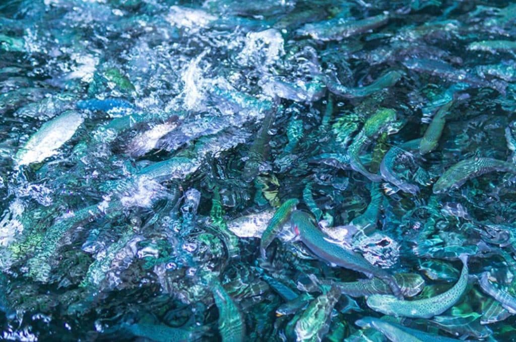 شرکت خرید و فروش ملاس چغندر قند و پساب ملاس فتحی در کرمانشاه