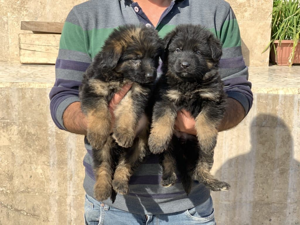 مرکز پرورش و نگهداری سگ ژرمن شپرد پوما کنل در ساری