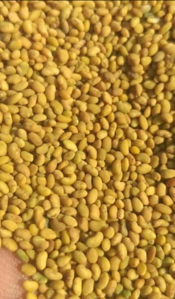 تولید و فروش بذر یونجه بیاتی در همدان