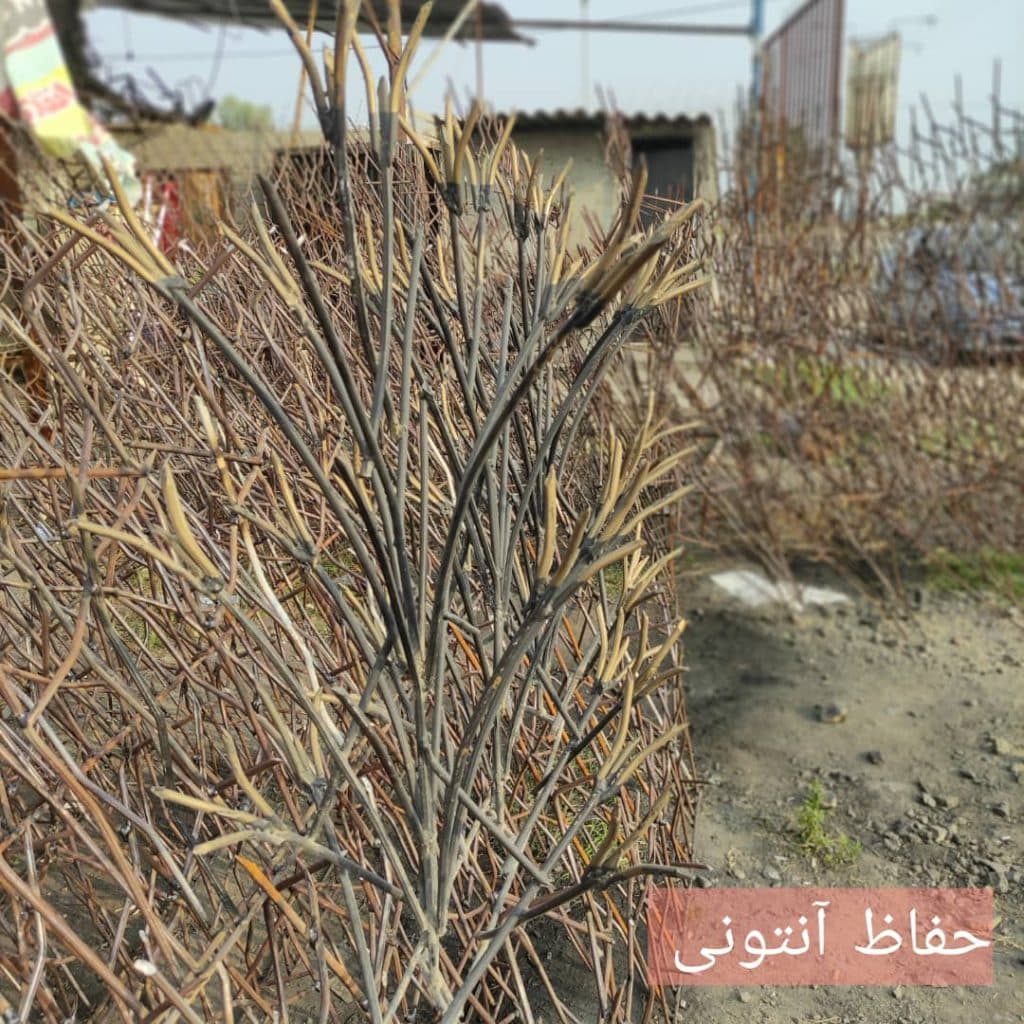 تولید و فروش و نصب حفاظ شاخ گوزنی آنتونی در نوشهر مازندران