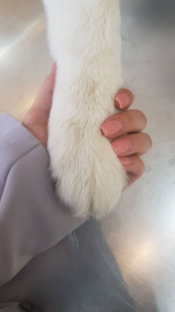 مربی و رفتار شناس سگ آناهید مرادیان در ساری مازندران