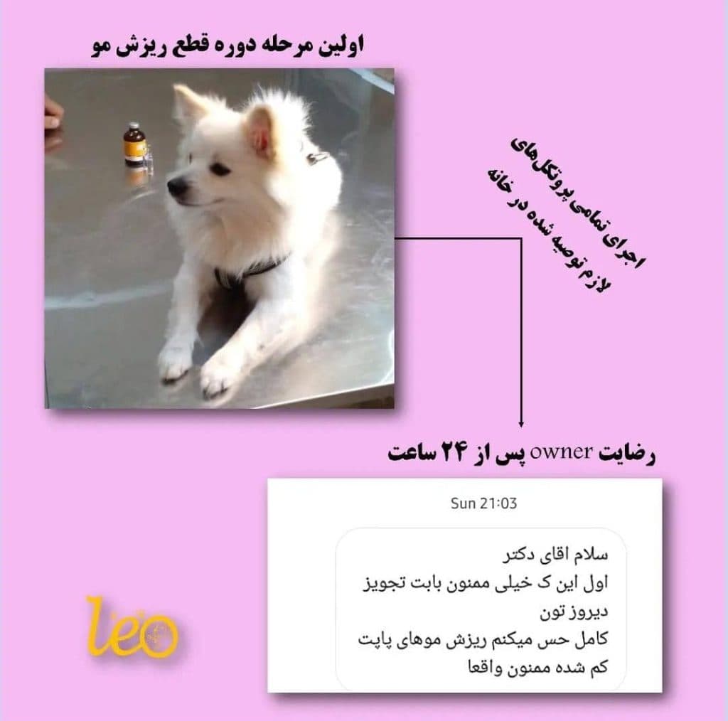 کلینیک دامپزشکی و حیوانات خانگی لئو در سقز کردستان