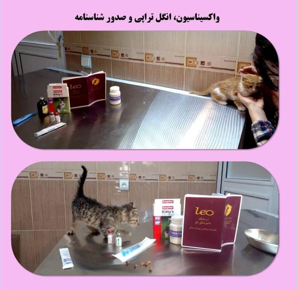 کلینیک دامپزشکی و حیوانات خانگی لئو در سقز کردستان