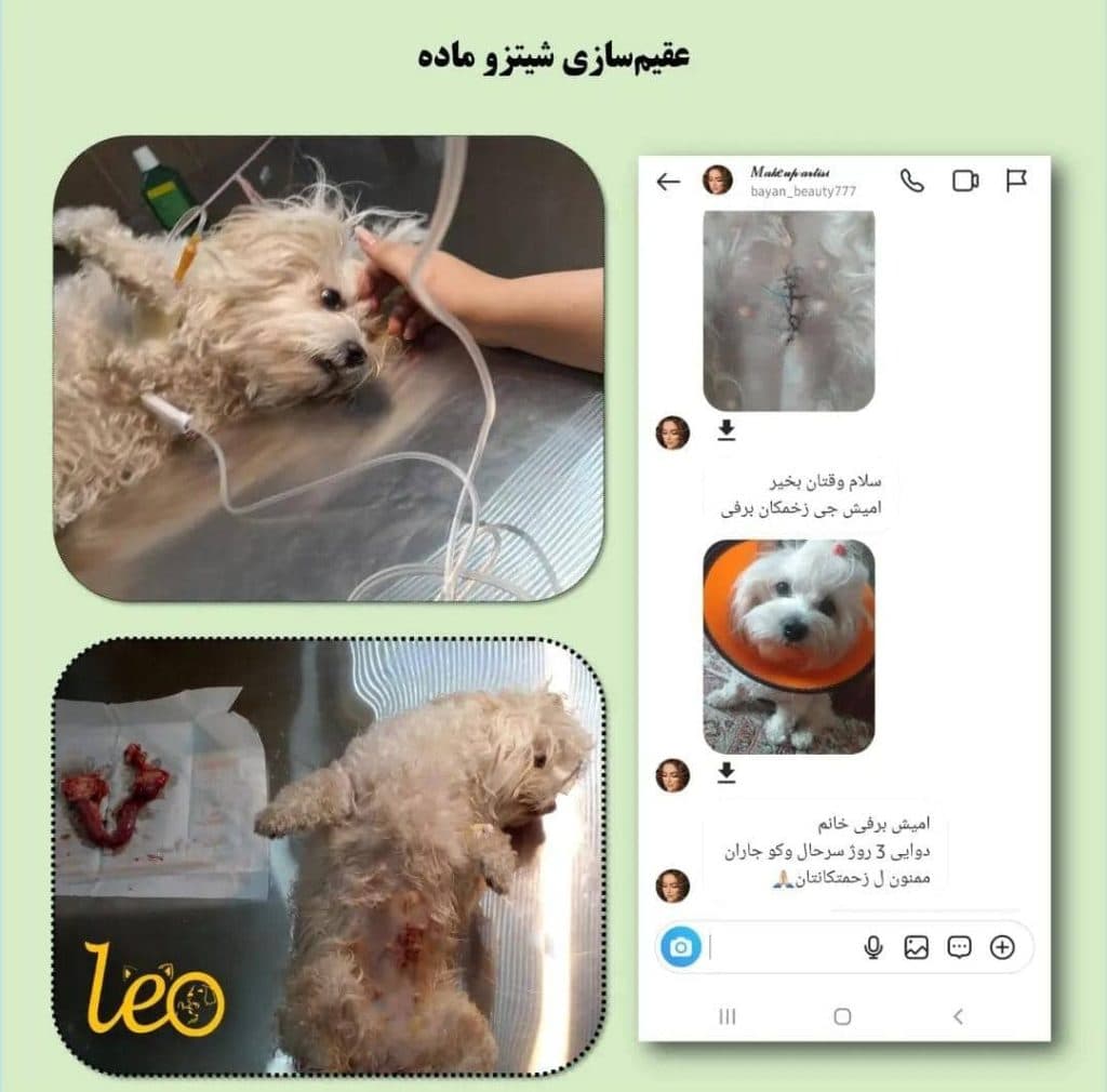 کلینیک دامپزشکی و حیوانات خانگی لئو در سقز کردستان