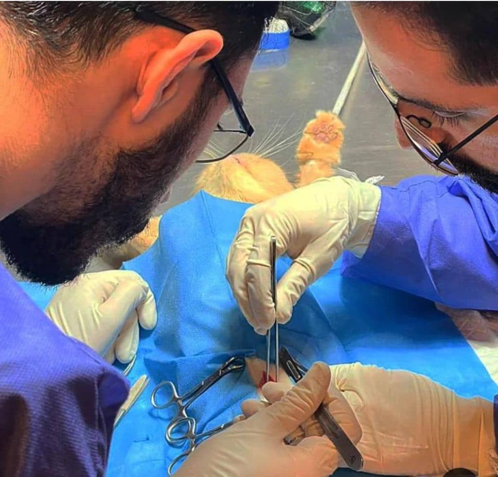 پانسیون حیوانات خانگی و پت شاپ و دامپزشکی خزر ساری مازندران