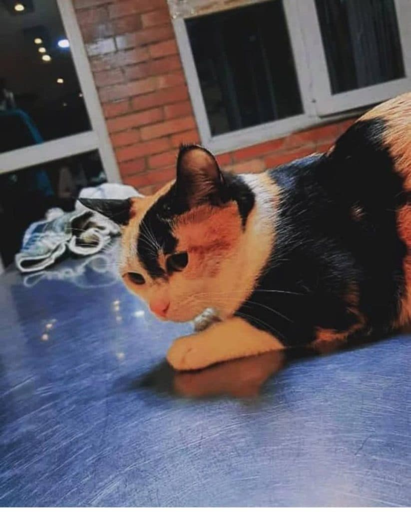 پانسیون حیوانات خانگی و پت شاپ و دامپزشکی خزر ساری مازندران