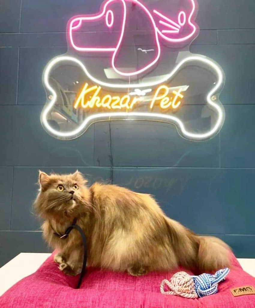 پانسیون حیوانات خانگی و پت شاپ و دامپزشکی خزر ساری مازندران
