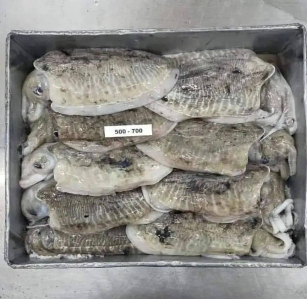 صادرات واردات میگو و ماهی و رب گوجه فرداد ملل دریا در آبادان