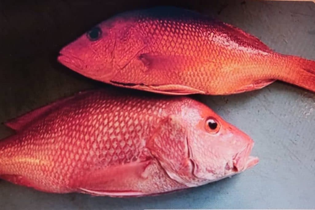 پخش و فروش ماهی و میگو روز به روز در قشم