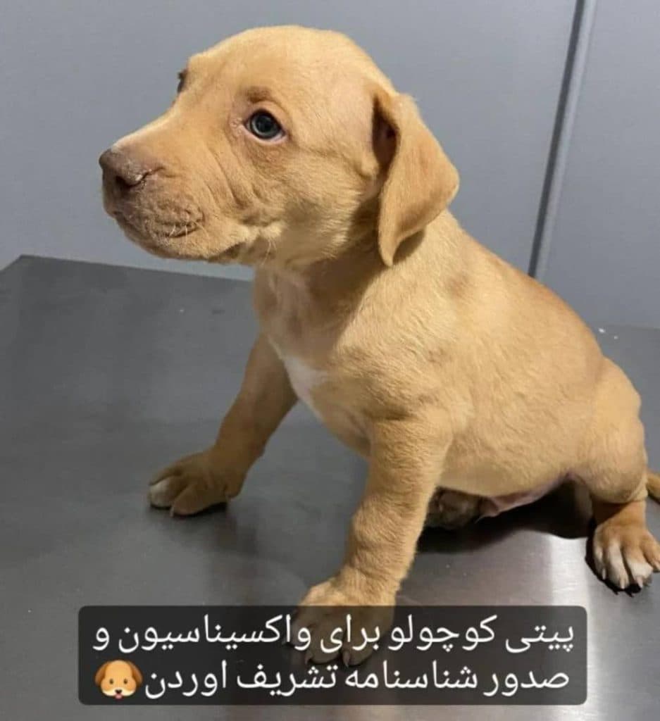 کلینیک شبانه روزی حیوانات خانگی پتس هوم در تبریز