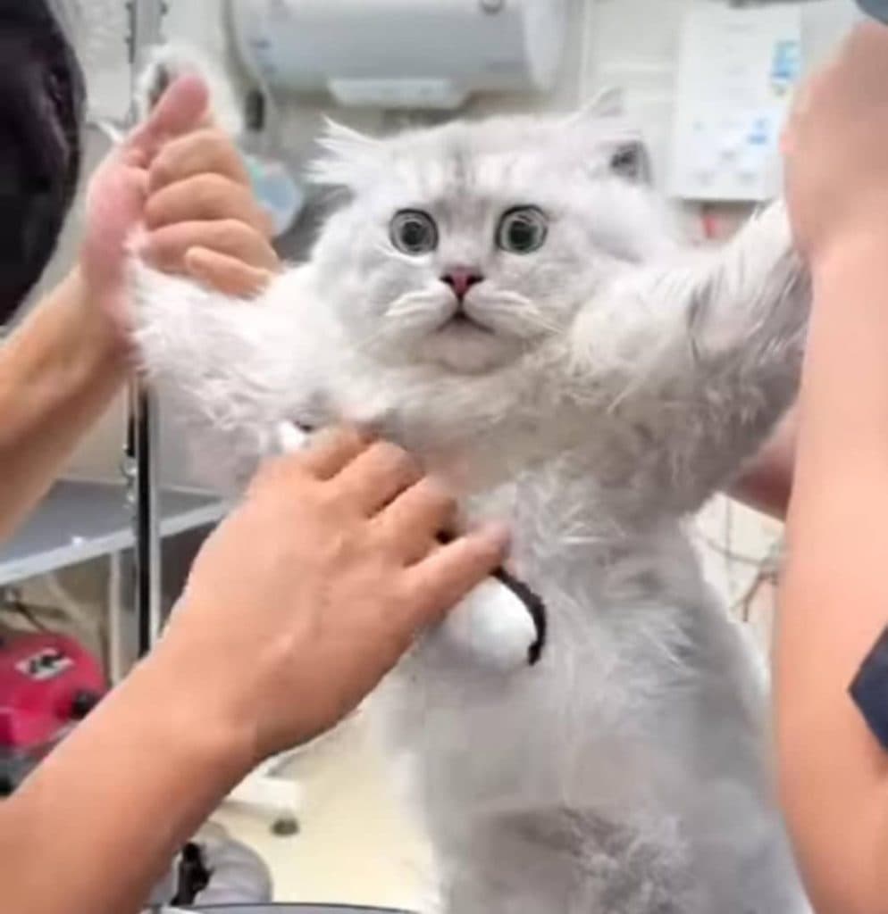 کلینیک شبانه روزی حیوانات خانگی پتس هوم در تبریز