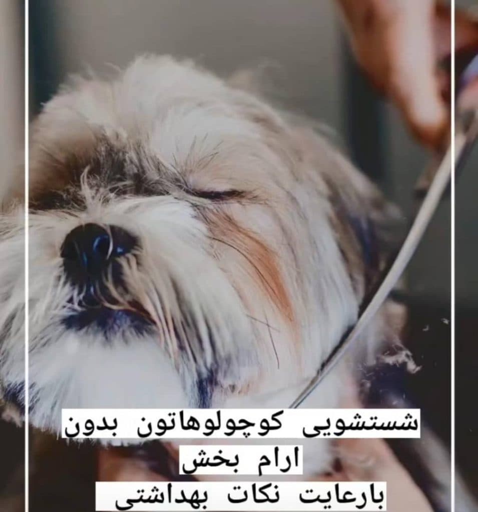 کلینیک شبانه روزی حیوانات خانگی پتس هوم در تبریز