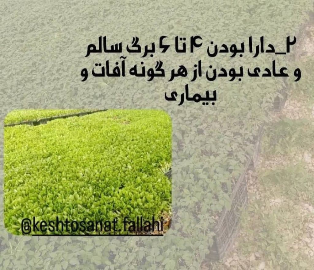 گلخانه تولید نشا گوجه صیفی جات کشت و صنعت فلاحی در مرودشت فارس