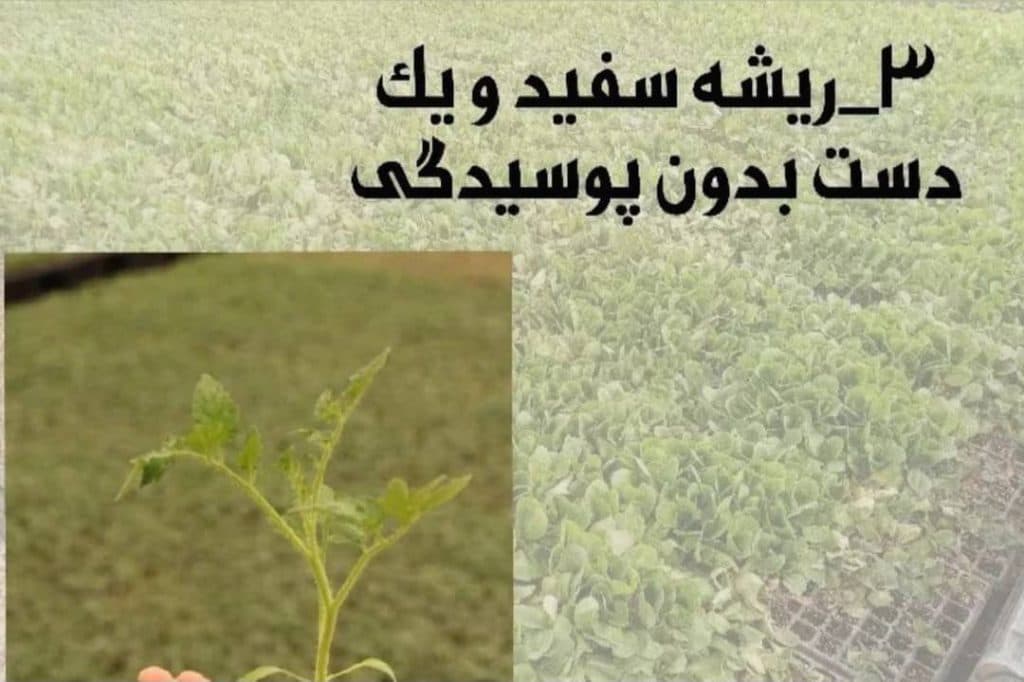 گلخانه تولید نشا گوجه صیفی جات کشت و صنعت فلاحی در مرودشت فارس