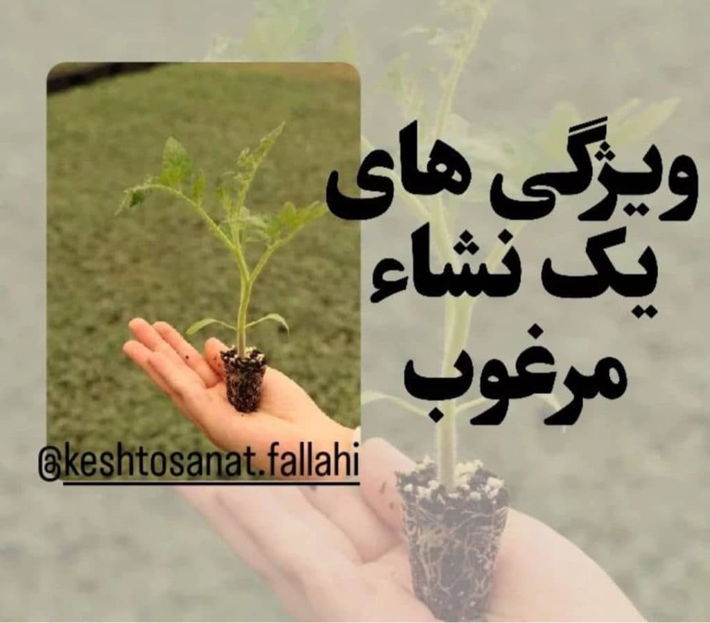 گلخانه تولید نشا گوجه صیفی جات کشت و صنعت فلاحی در مرودشت فارس