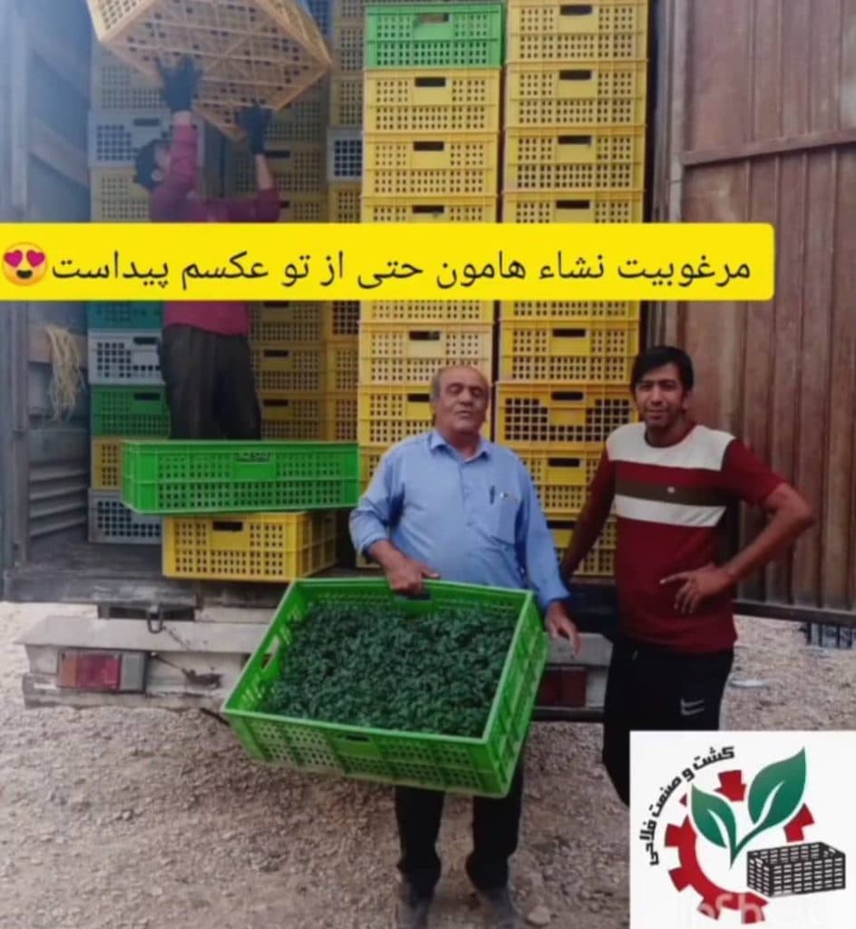 گلخانه تولید نشا گوجه صیفی جات کشت و صنعت فلاحی در مرودشت فارس