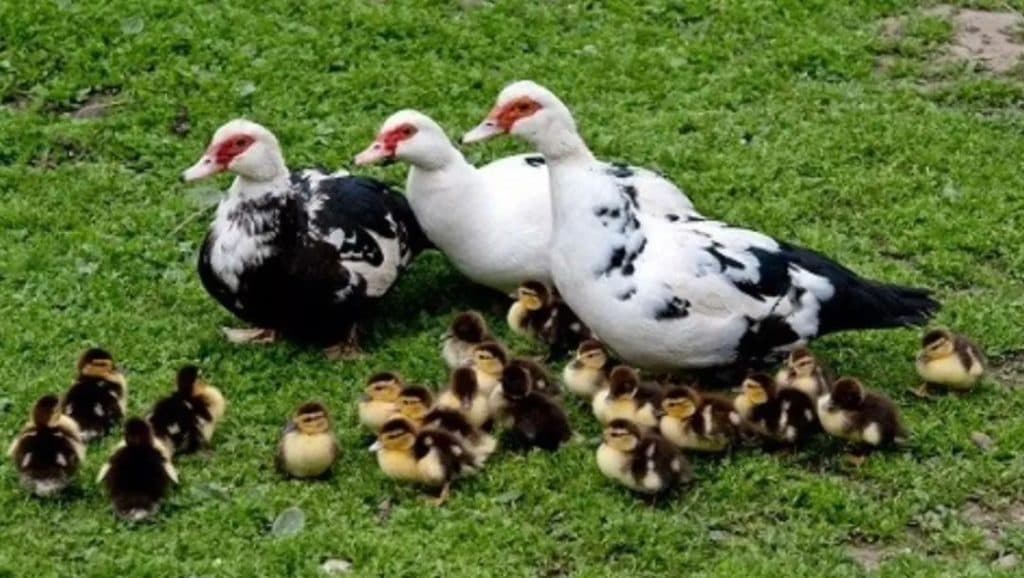 پرورش و فروش بوقلمون و اردک و ماهی بهرمان در رفسنجان کرمان