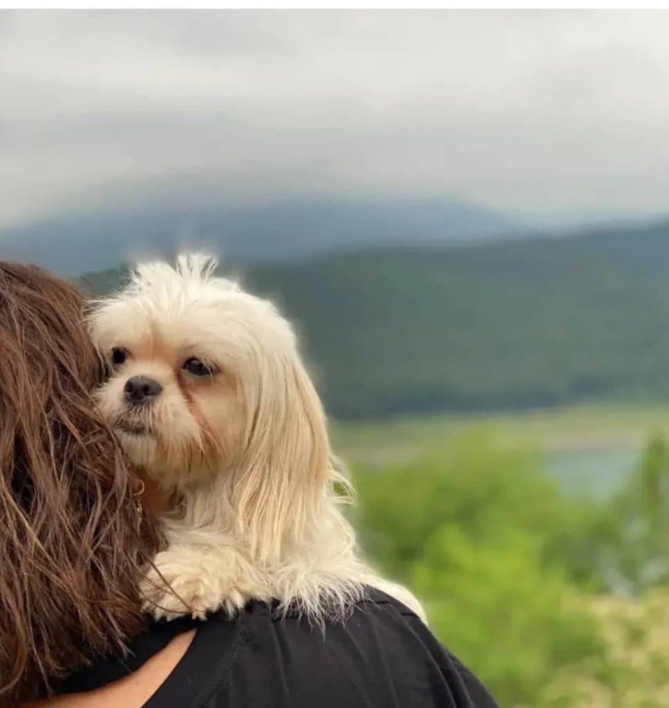 مربی و رفتار شناس سگ آناهید مرادیان در ساری مازندران