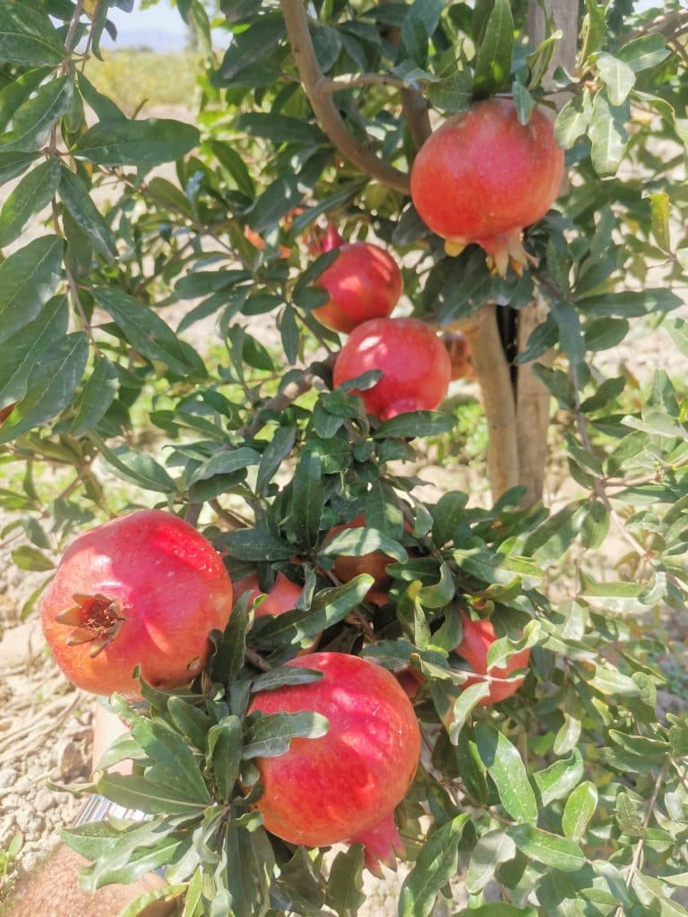 فروشگاه خدمات کشاورزی افراسبز در بندرگز