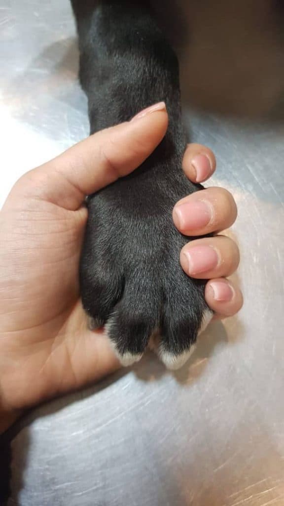 مربی و رفتار شناس سگ آناهید مرادیان در ساری مازندران