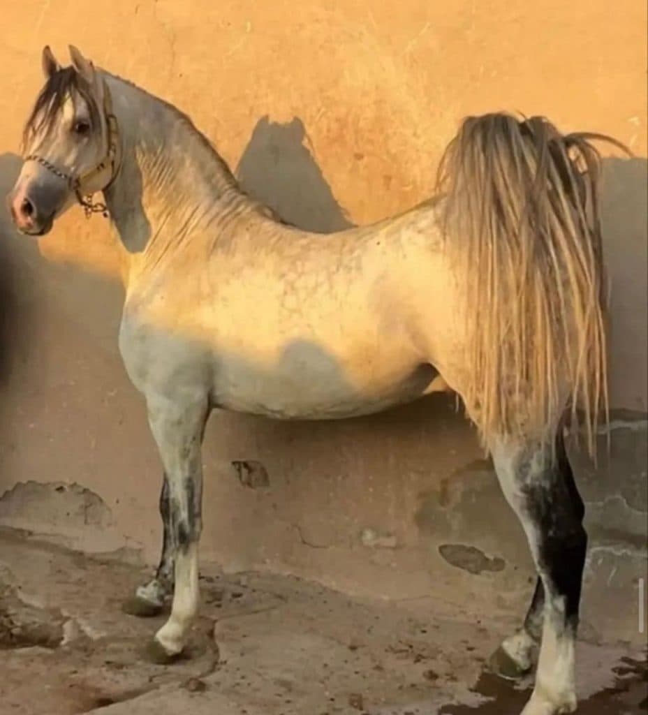 باشگاه پرورش اسب و سوارکاری آموزش و خرید و فروش حاجی شاطر در میبد یزد