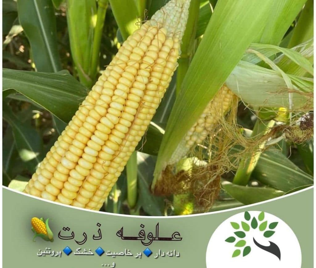 تولید و توزیع خوراک دام ولی پور در میاندوآب آذربایجان غربی