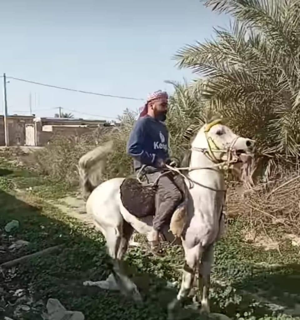 آموزش سوارکاری و خرید و فروش اسب سرخه در برازجان بوشهر