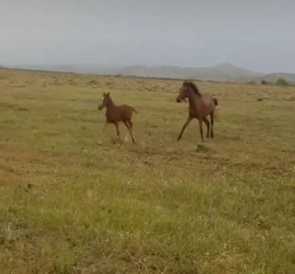 تولید و پرورش آموزش سوارکاری نعلبندی خرید و فروش اسب پورفرهمند در اردبیل