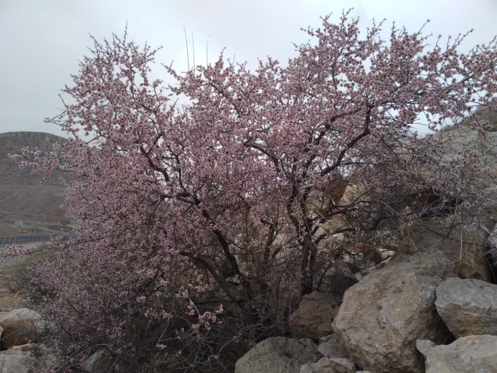 تولید و فروش عمده عسل چهل گیاه کوهستان خوی در آذربایجان غربی
