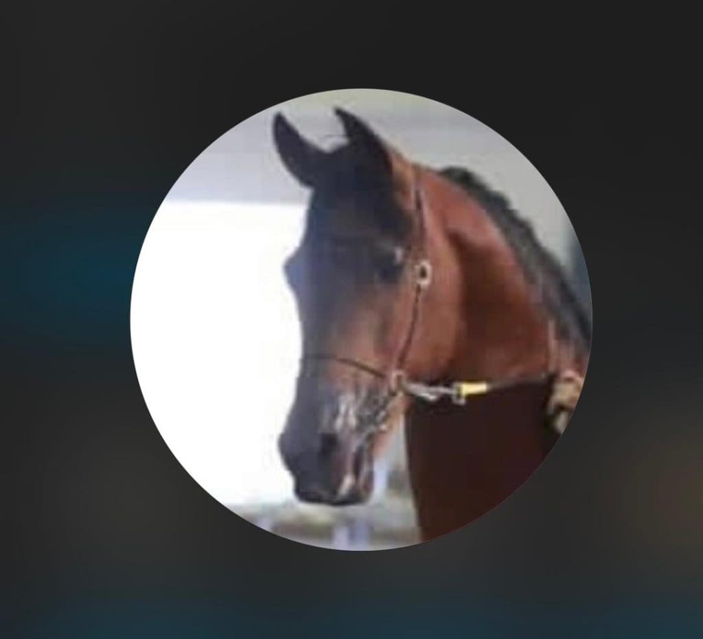 باشگاه سوارکاری و پانسیون هورس کلاب کاشان اصفهان