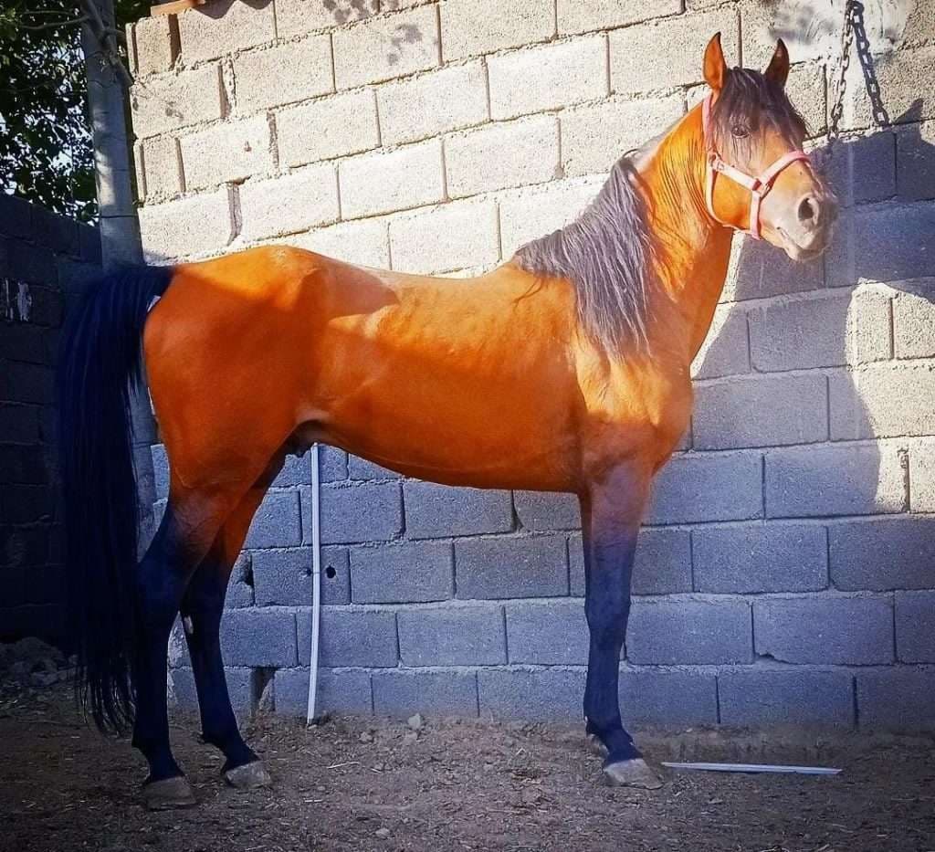 باشگاه سوارکاری و آموزش و پانسیون و خرید و فروش اسب شاهان کردان