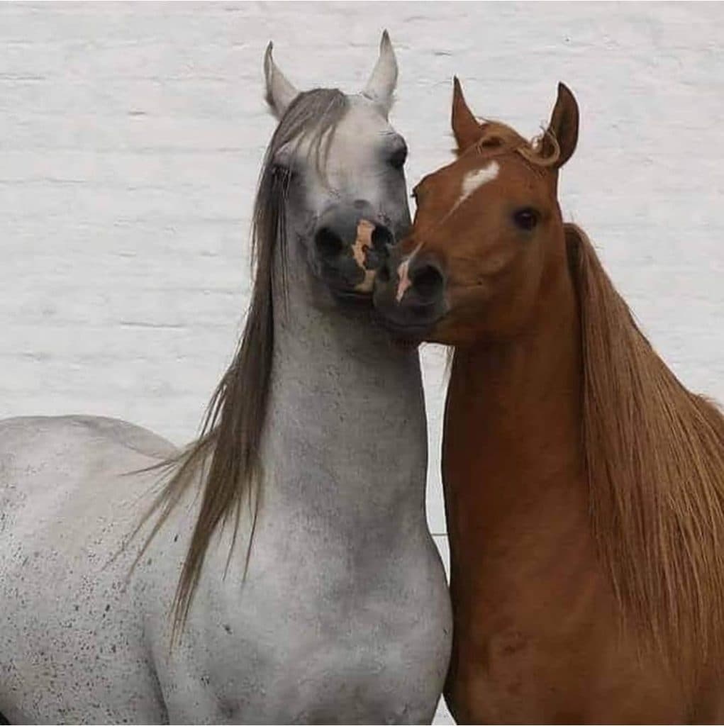 باشگاه سوارکاری شهریار در مهاجران اراک