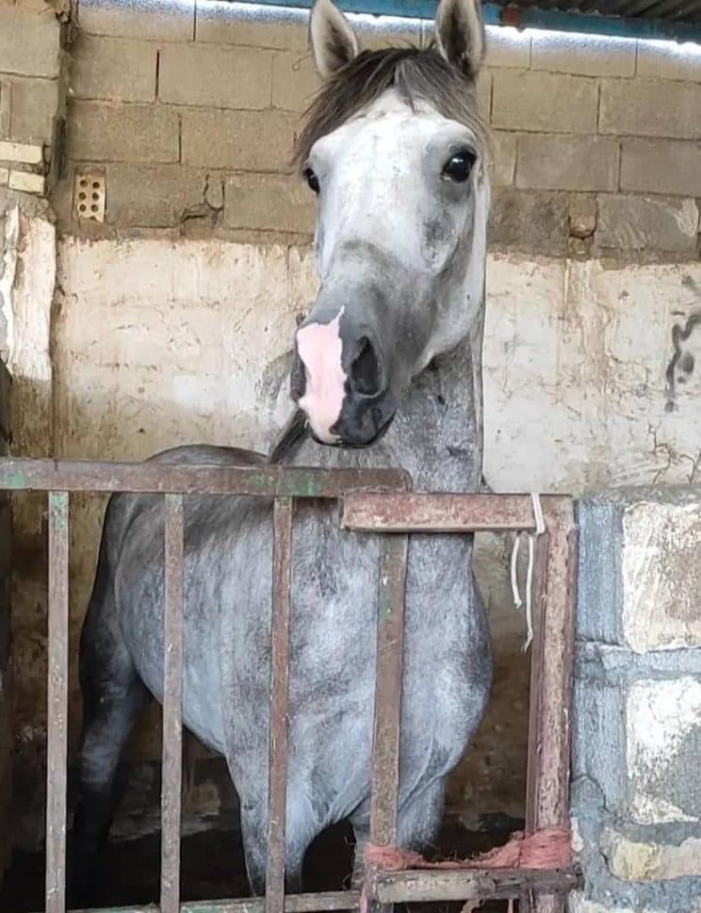 آموزش سوارکاری و خرید و فروش اسب سرخه در برازجان بوشهر