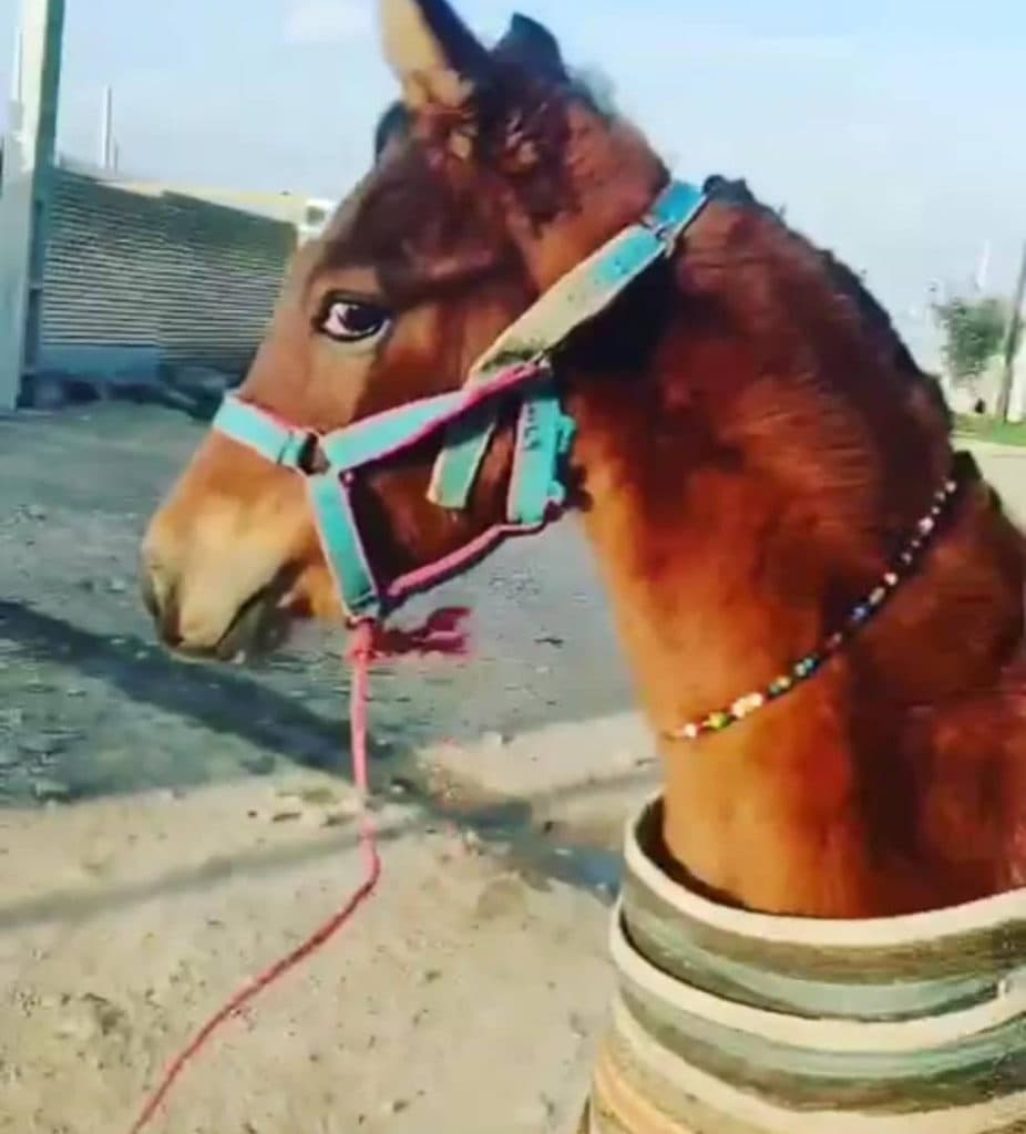 آموزش سوارکاری و خرید و فروش اسب سرخه در برازجان بوشهر