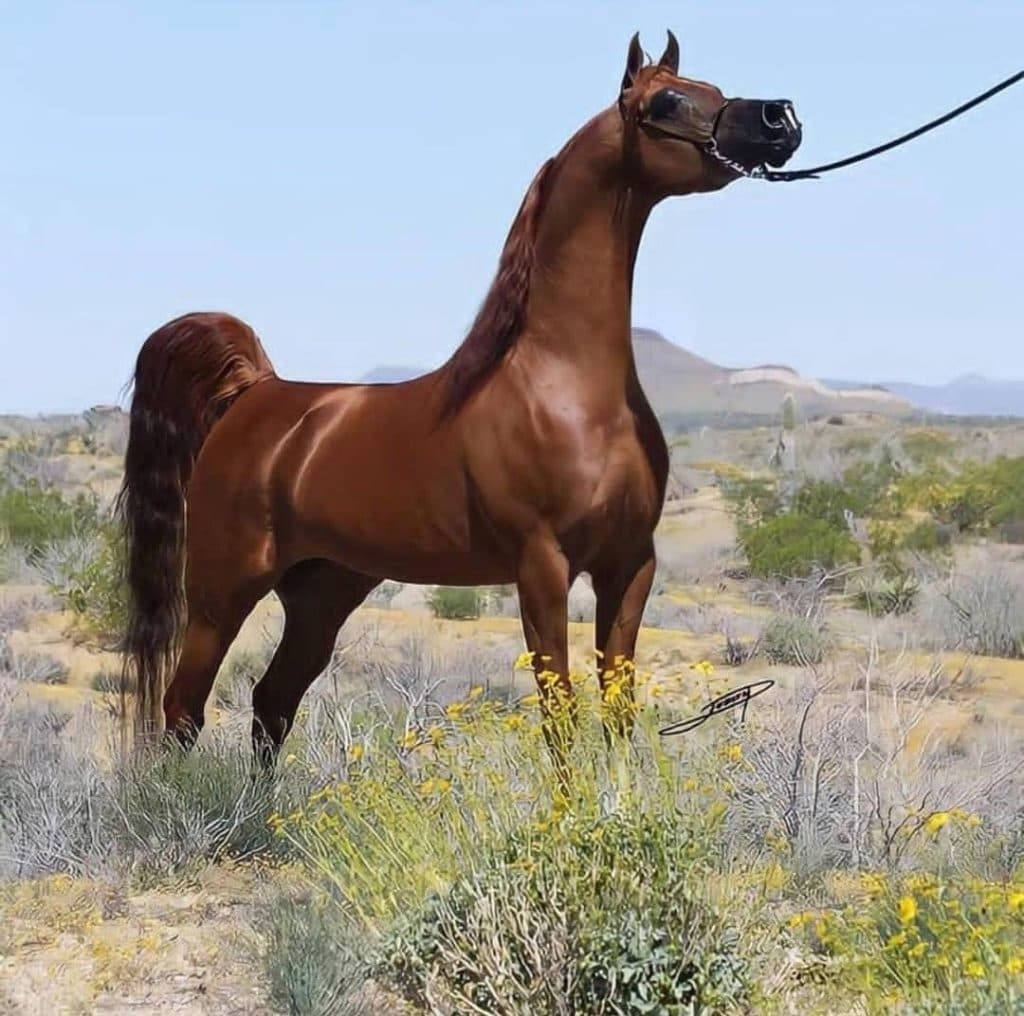 باشگاه سوارکاری شهریار در مهاجران اراک