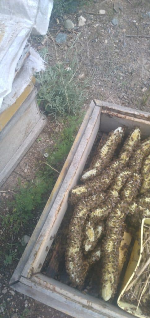 تولید و فروش عمده عسل چهل گیاه کوهستان خوی در آذربایجان غربی