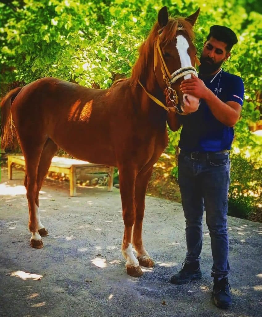 باشگاه سوارکاری و آموزش و پانسیون و خرید و فروش اسب شاهان کردان