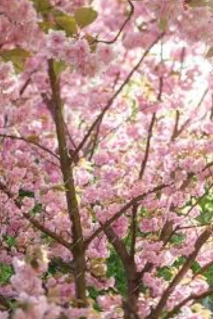 فروش نهال نهالستان ایران سبز در میاندوآب آذربایجان غربی