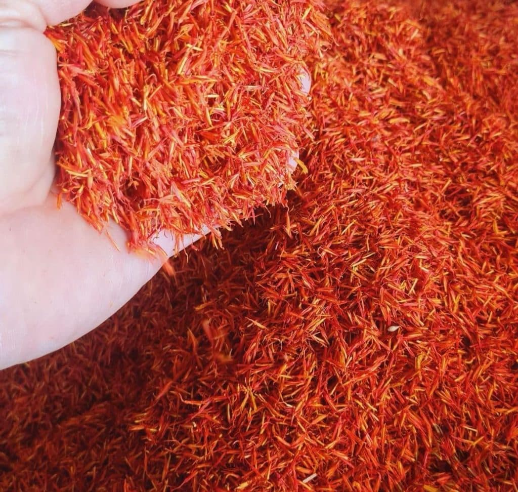 تولید و پخش و خرید گلرنگ زارع در رحمت آباد فارس