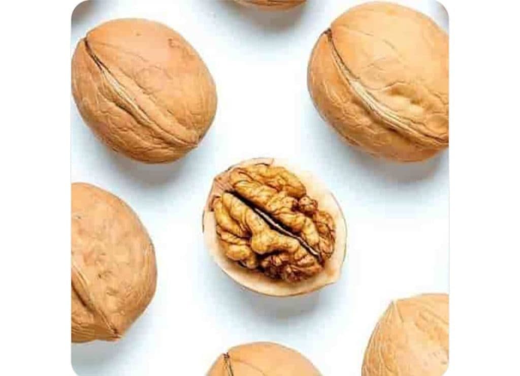 تولید فروش صادرات گردو ماکویی کاغذی سوزنی خوشه ای الوان مارکت در تویسرکان