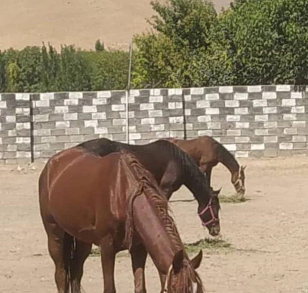 آموزشگاه سوارکاری ترنج در لرستان