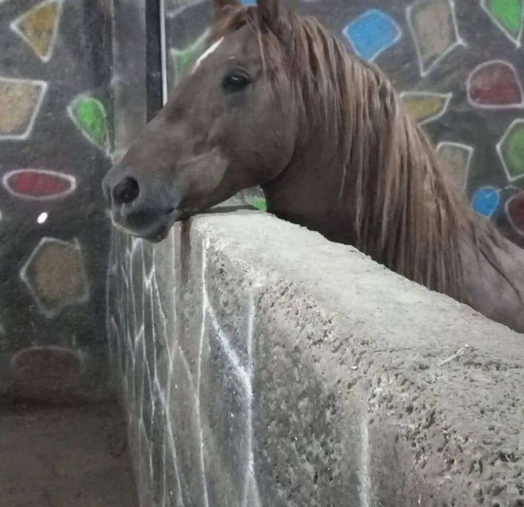 آموزشگاه سوارکاری ترنج در لرستان