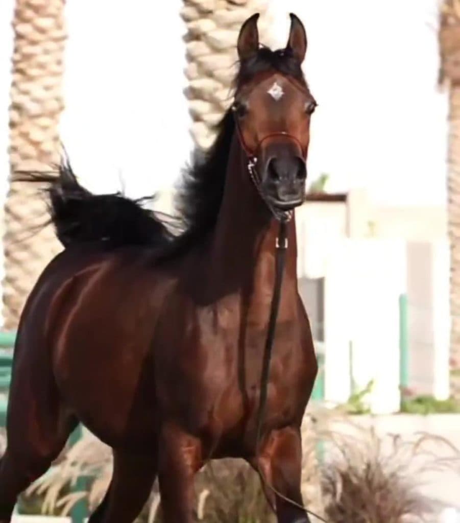 باشگاه سوارکاری و آموزش و پانسیون و خرید و فروش اسب چیتا در بستک