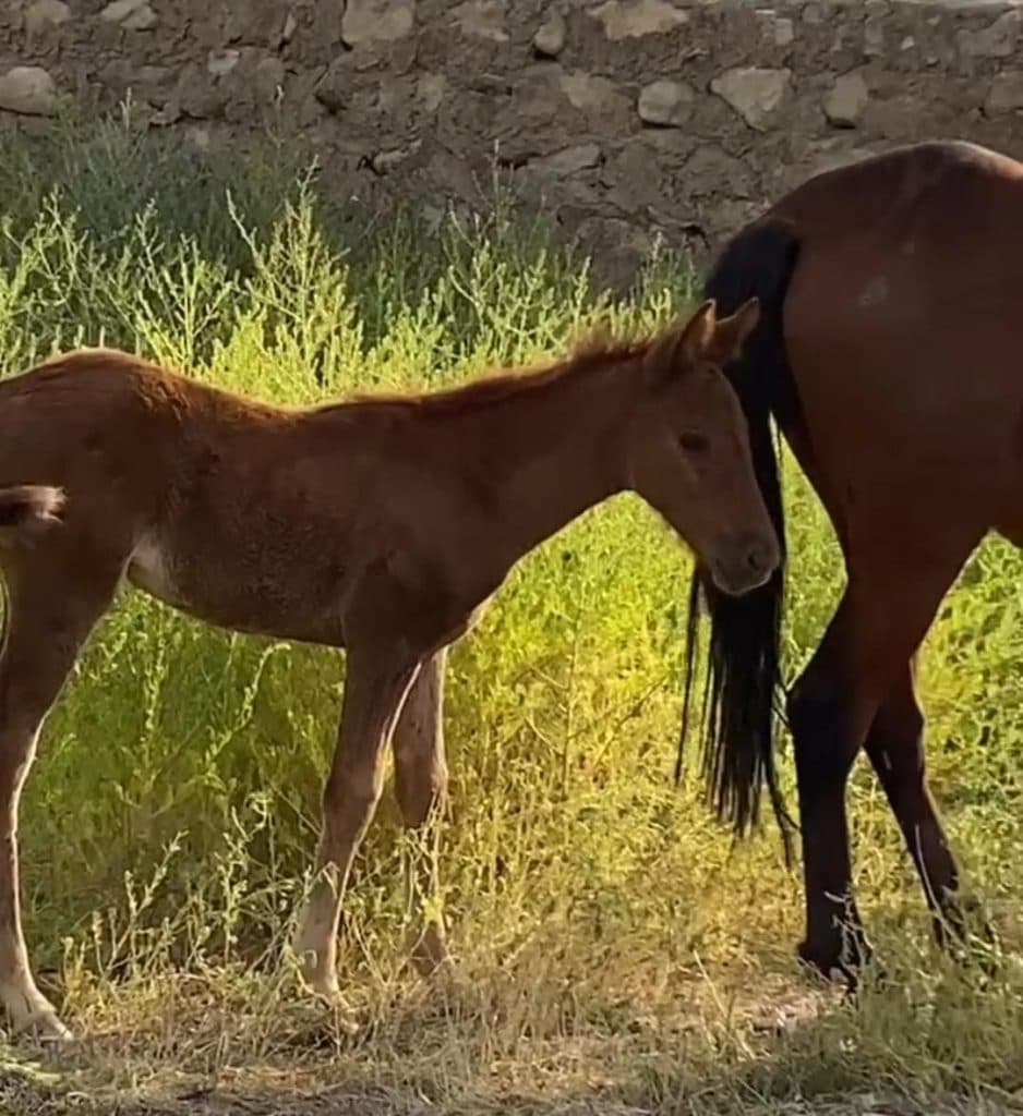 باشگاه سوارکاری و آموزش و پانسیون و خرید و فروش اسب چیتا در بستک